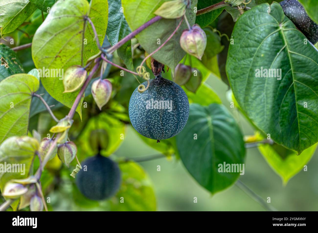 La Passiflora ligularis, comunemente nota come granadilla dolce o grenadia, è una specie vegetale del genere Passiflora. El Guarco, Cartago Costa Rica Foto Stock