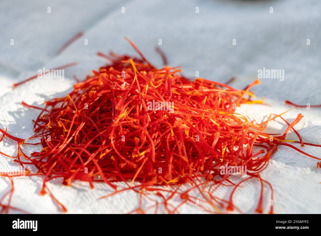 Pianta fresca di fiori di zafferano da vicino, non secca Foto Stock