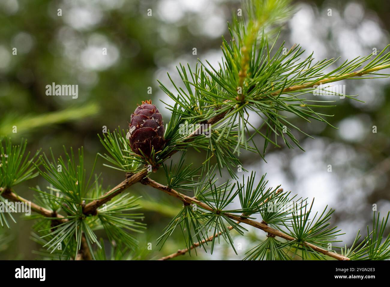 Primo piano di un ramo di pino con aghi verdi e un singolo cono viola, su uno sfondo naturale sfocato Foto Stock