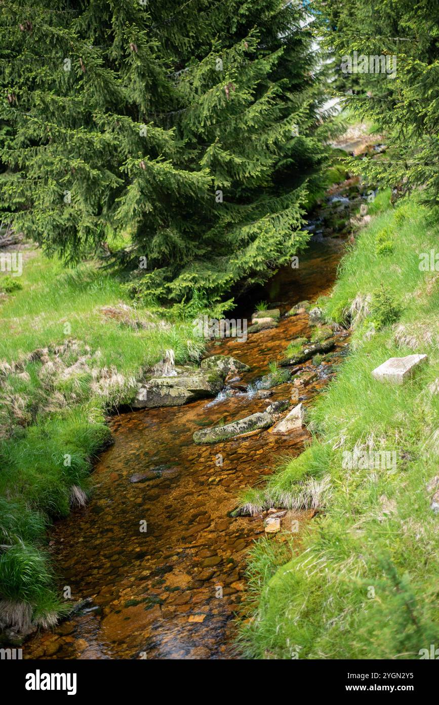 Un dolce ruscello scorre attraverso i monti Jizera in Cechia, annidato tra una foresta lussureggiante e tranquilli paesaggi montani. Foto Stock
