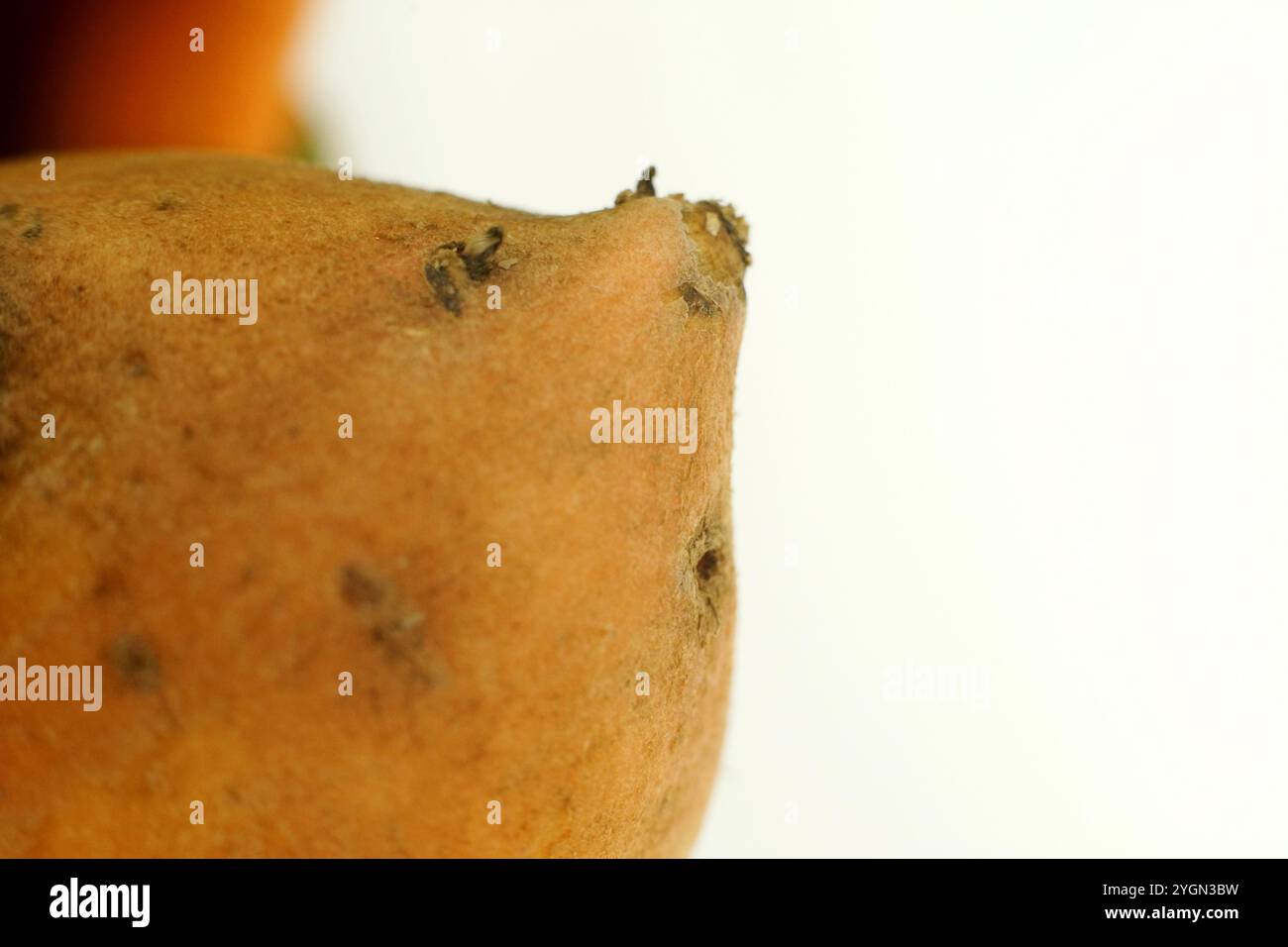 Primo piano della punta di una patata dolce che ne mostra la consistenza e la superficie. Profondità di campo ridotta. Il lato destro presenta uno sfondo bianco con spazio di copia Foto Stock