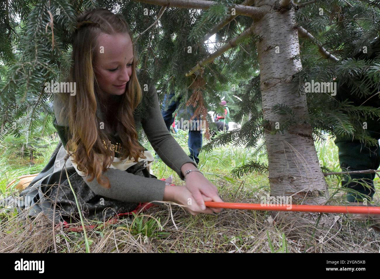 8 novembre 2024, Brandeburgo, Werder (Havel): La regina tedesca dell'albero di Natale Sarah Neßhöver seziona su un abete. La stagione degli alberi di Natale di quest'anno nello stato del Brandeburgo è stata inaugurata con l'abbattimento dei primi abeti. Foto: Michael Bahlo/dpa Foto Stock