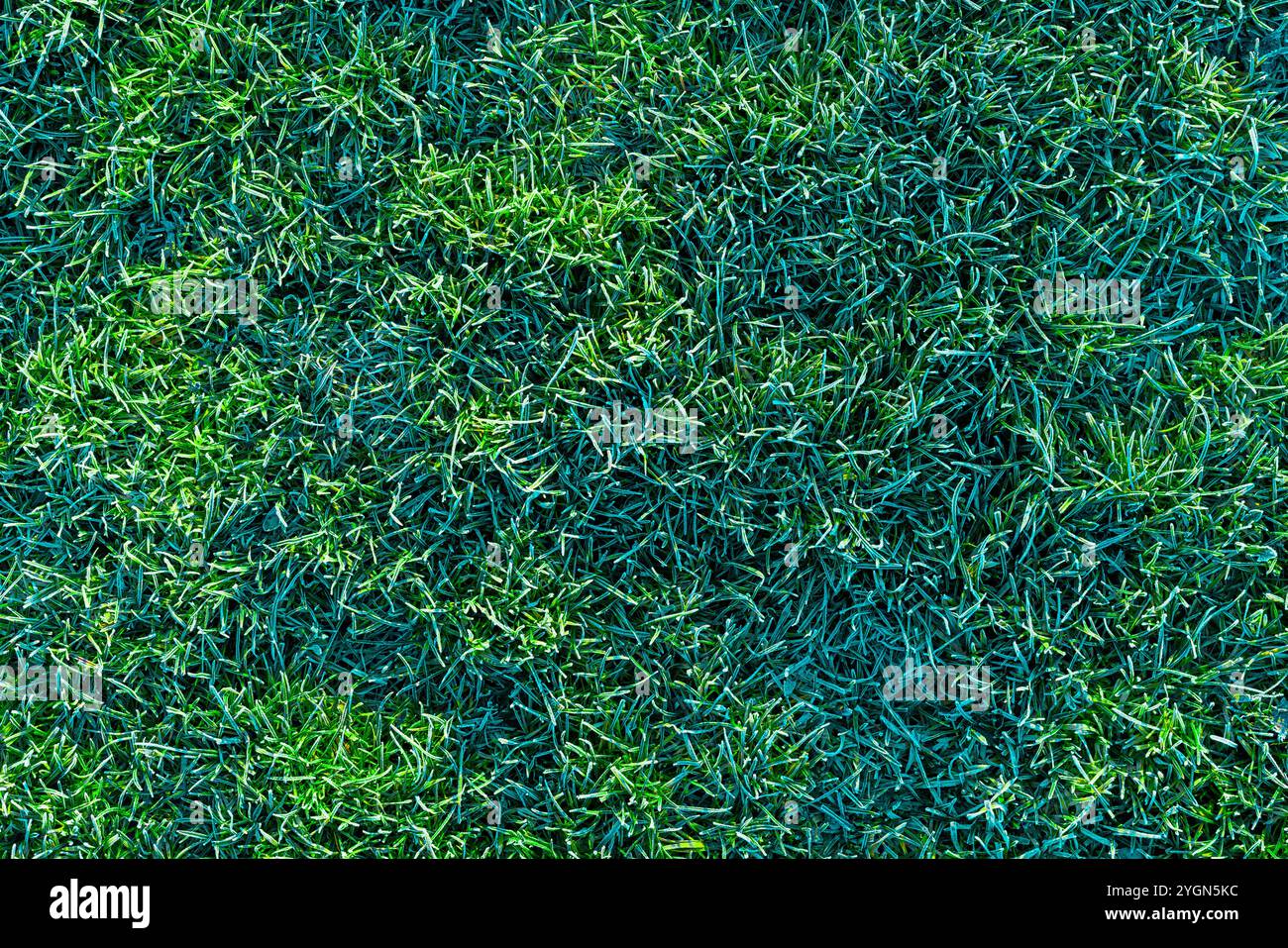 prato verde ricoperto da una consistenza hoarfrost mattutina Foto Stock