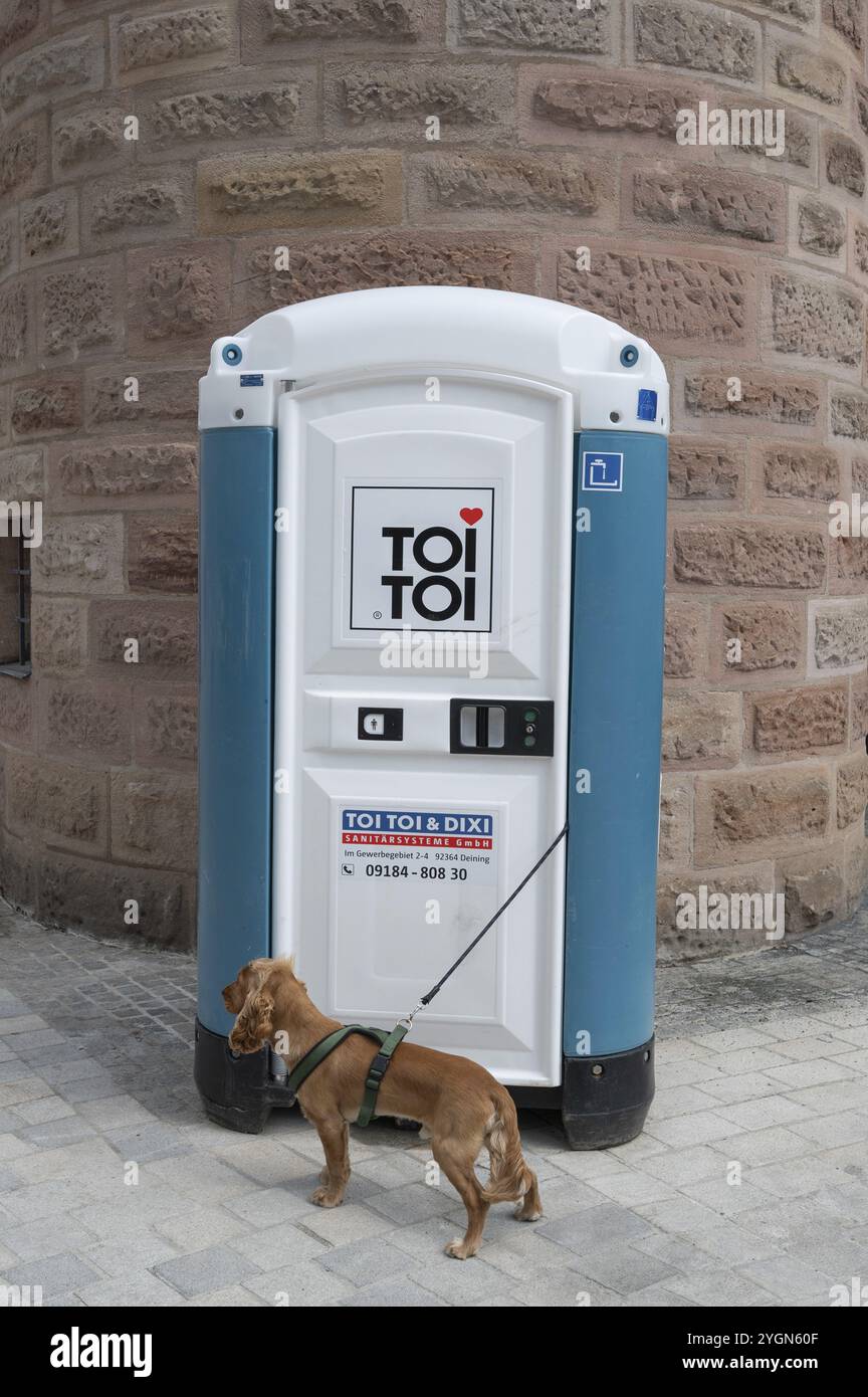 Divertente, cane, razza Cocker Spaniel in attesa del suo maestro davanti a un vasino porta-vasino, Baviera, Germania, Europa Foto Stock