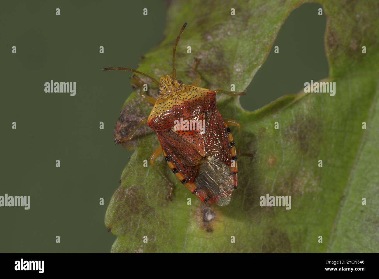 Una cimice maculata (Elasmucha grisea) nella quinta tappa larvale seduta su una foglia intemprata, Baden-Wuerttemberg, Germania, Europa Foto Stock