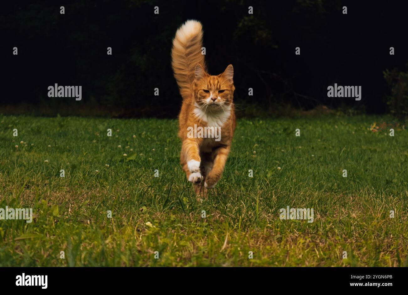 Il gatto marrone sta correndo, godendo il bel tempo. Un gatto con un volto serio corre lungo la splendida erba verde godendo della magia e della libertà di Foto Stock