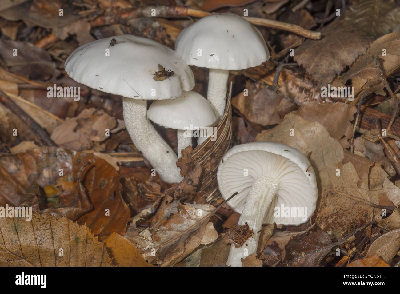 Lumache d'avorio (Hygrophorus eburneus) nella foresta decidua su terreno di foglie autunnali con piccole mosche, Baden-Wuerttemberg, Germania, Europa Foto Stock