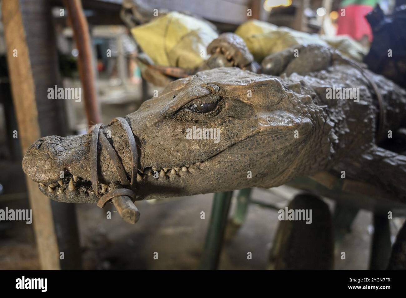 Carne di animali selvatici in un mercato, coccodrillo, bracconaggio, Ouesso, dipartimento di Sangha, Repubblica del Congo Foto Stock