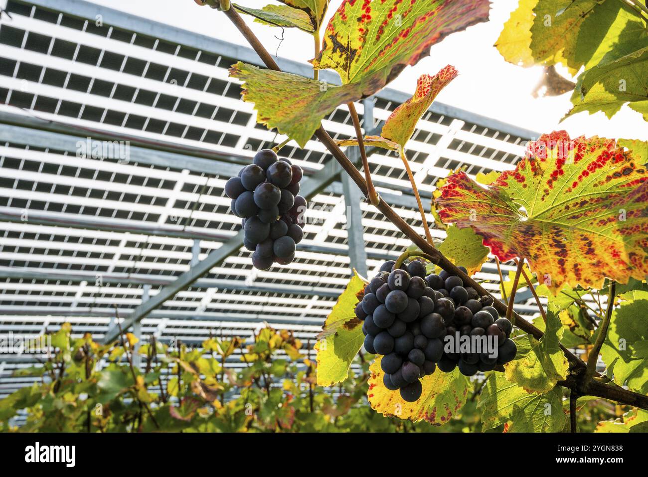 Impianto solare nel vigneto, celle solari, moduli solari, impianti solari, impianti fotovoltaici, Blankenhornsberg, vicino a Ihringen, Kaiserstuhl, Baden-Wai¿½ Foto Stock