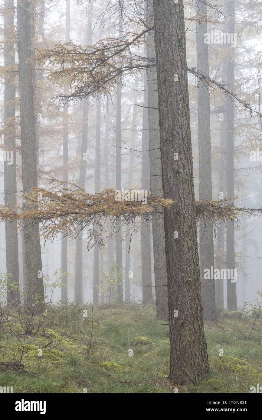 Nebbia nella foresta di larici (Larix decidua), Emsland, bassa Sassonia, Germania, Europa Foto Stock
