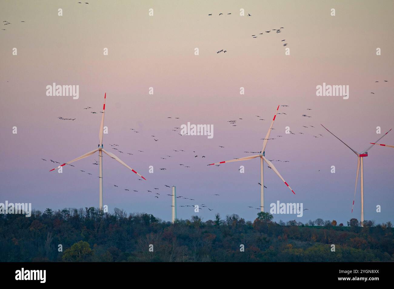 Sciame di gru di fronte a un parco di turbine eoliche vicino a Straussfurt in Turingia Foto Stock