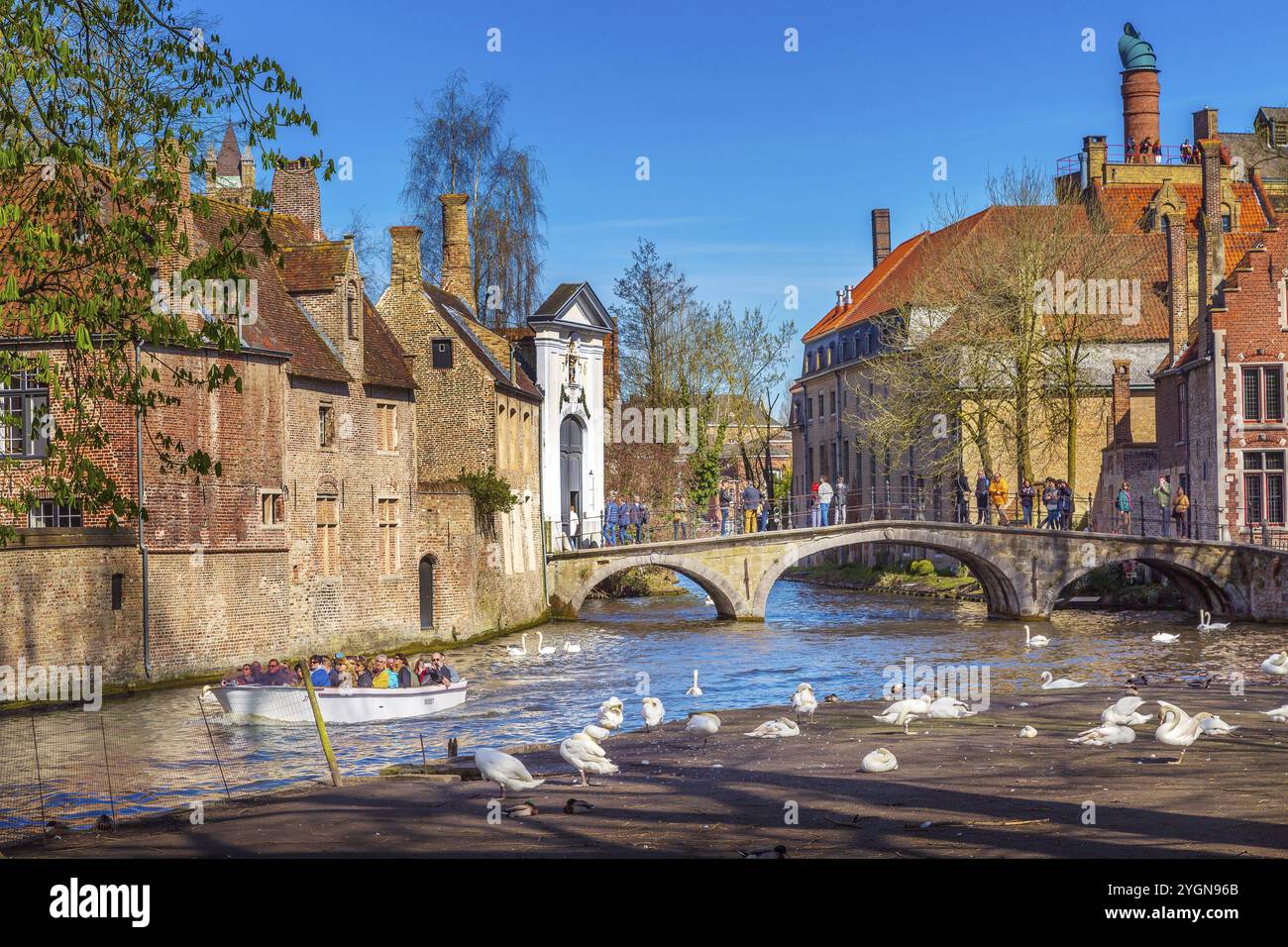 Bruges, Belgio, 10 aprile 2016: Vista sul canale e sul ponte con i turisti nella popolare destinazione belga, cigni bianchi, Europa Foto Stock