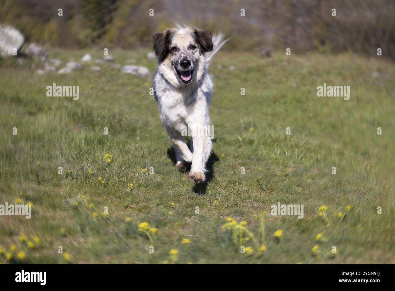 Felice grande cane di razza mista in esecuzione nel parco, primavera Foto Stock