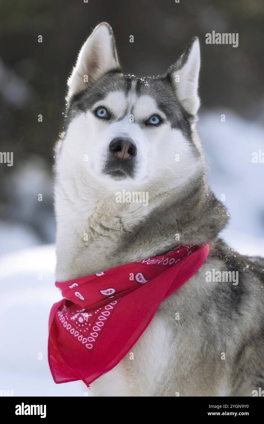 Ritratto di cane Husky con sciarpa rossa, seduto sulla neve, ritratto ravvicinato Foto Stock