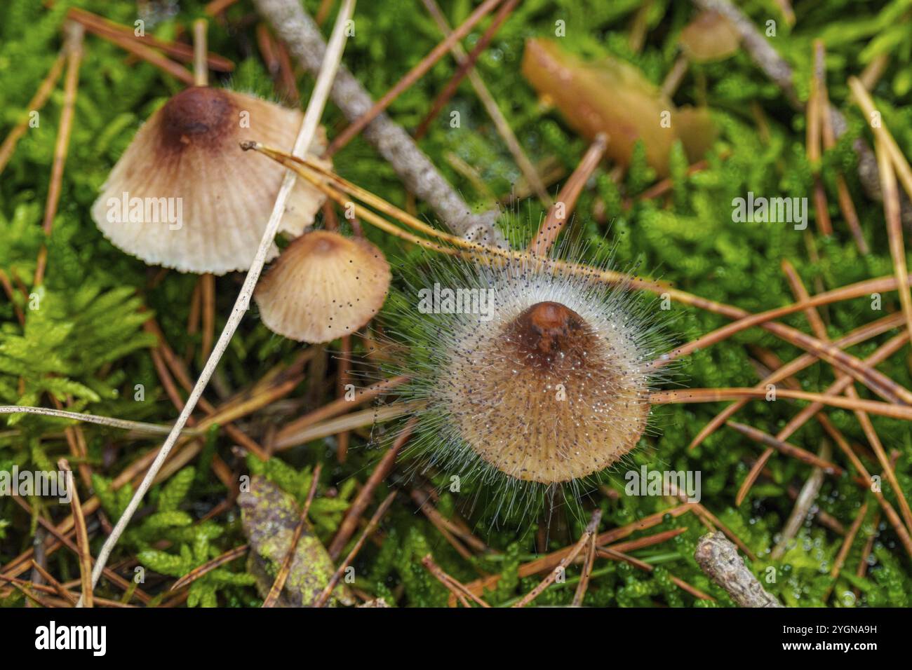 Elminto brunastro carnoso (Mycena metata) con stampo elminto (Spinellus fusiger), Belicke, Sassonia-Anhalt, Germania, Europa Foto Stock