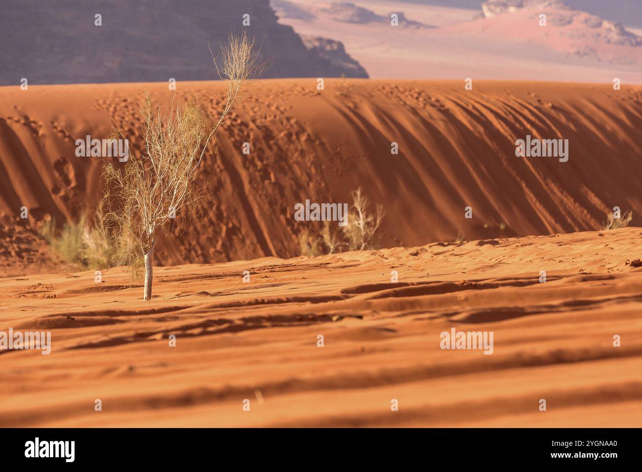 Sabbia del deserto color arancio dorato e sfondo di alberi, Wadi Rum, Giordania, Asia Foto Stock