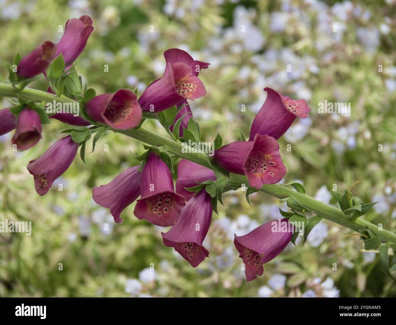 Fiori di Foxglove in un vivace giardino, borken, Renania settentrionale-Vestfalia, germania Foto Stock