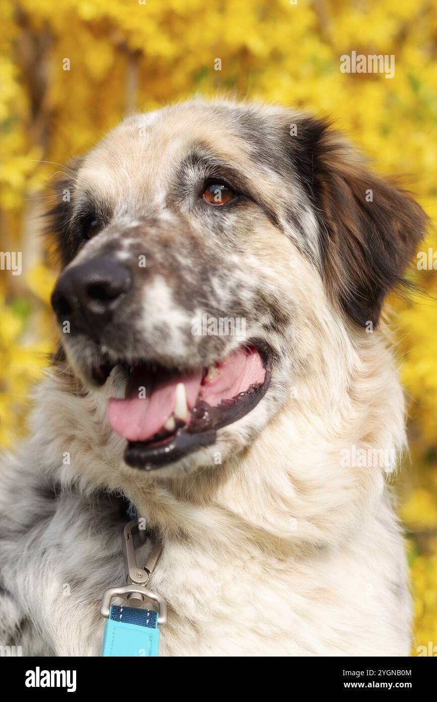 Grande lanuginoso cane razza mista ritratto primo piano, fiori gialli sfondo Foto Stock