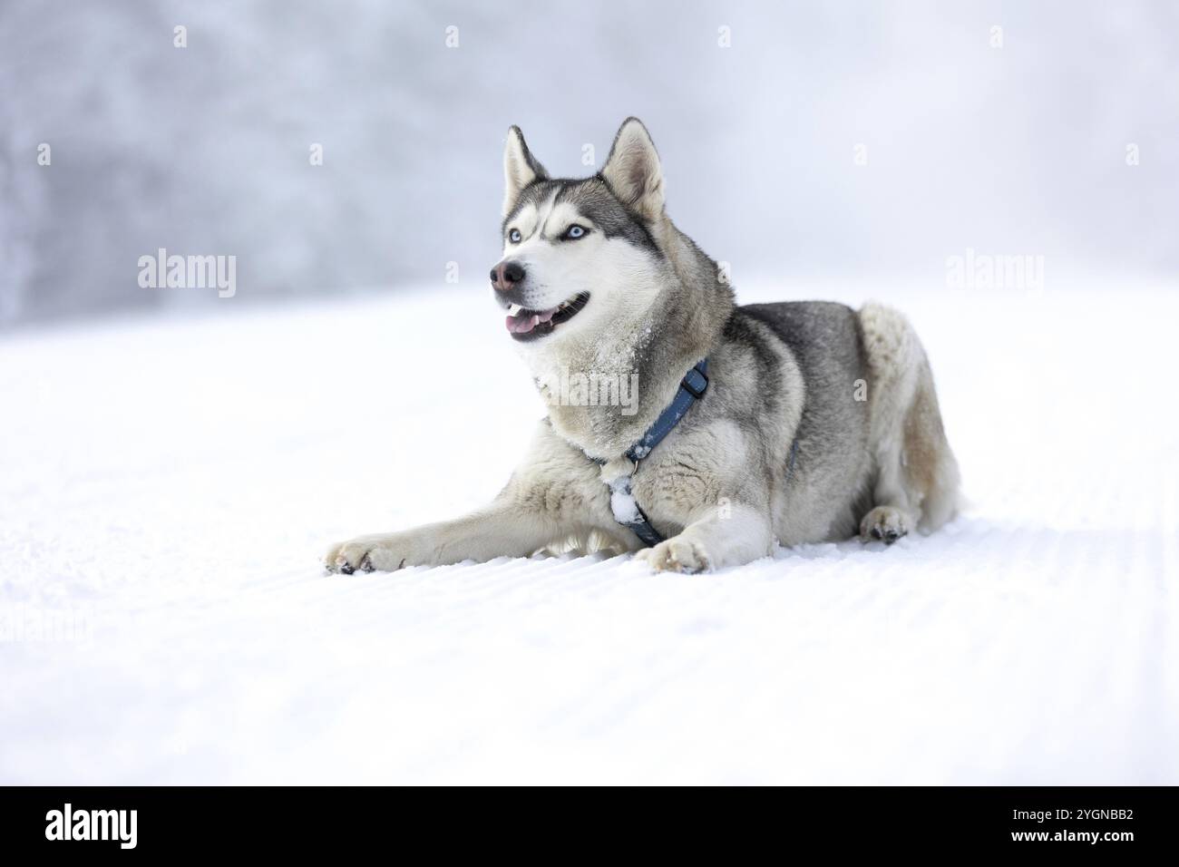 Ritratto del cane Husky purosangue, sdraiato sulla neve e sorridente Foto Stock