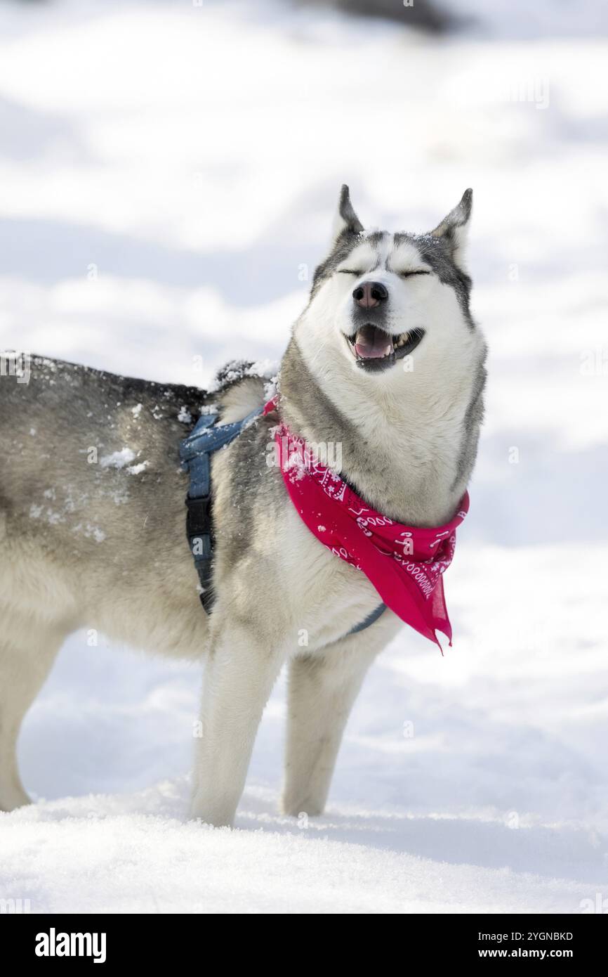 Ritratto di un cane Husky di razza con sciarpa rossa, in piedi sulla neve con gli occhi chiusi, sorridendo Foto Stock