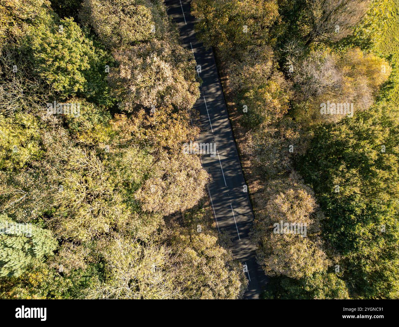 Vista dall'alto di una strada costeggiata da alberi in autunno, Inghilterra Foto Stock