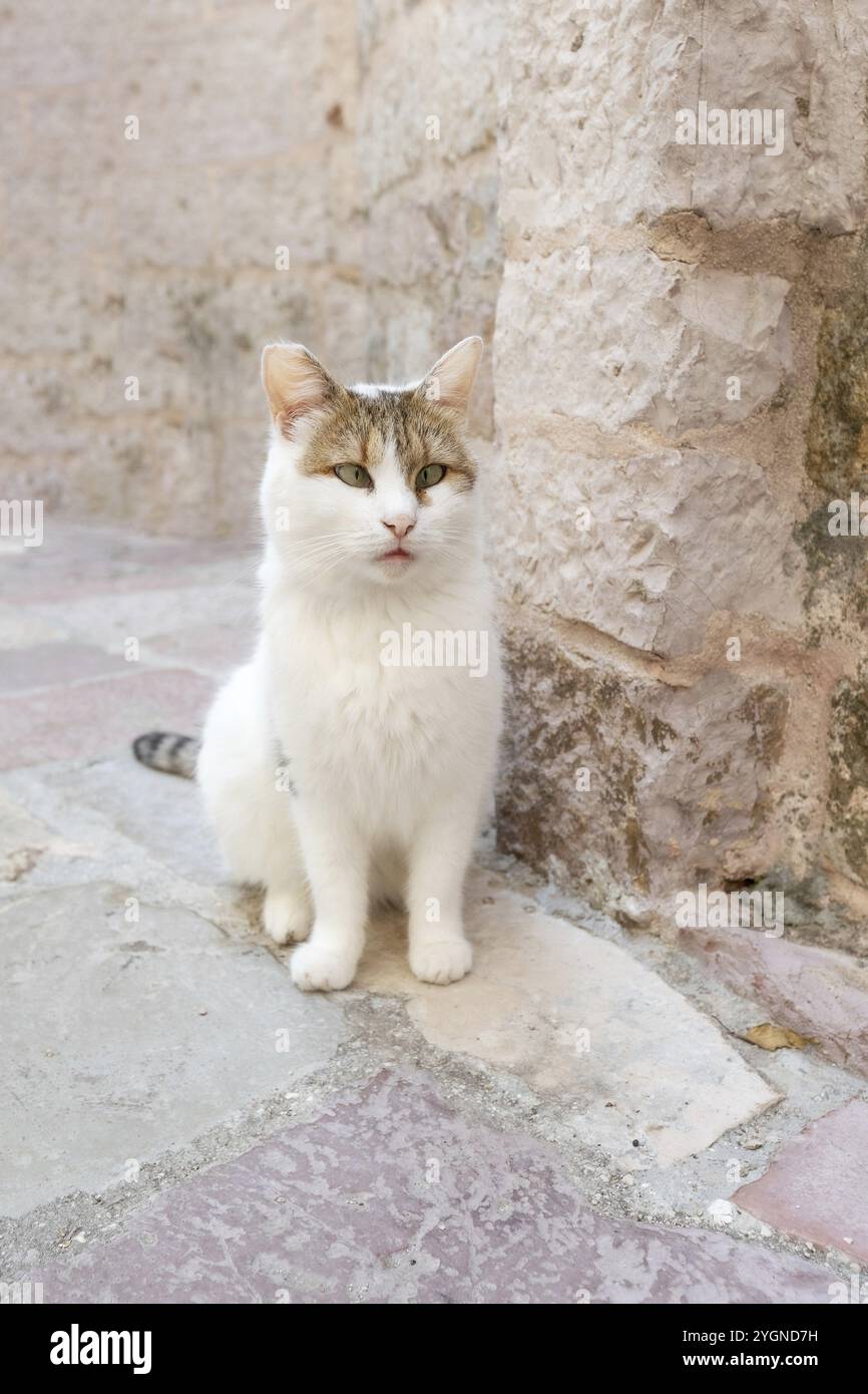 Ritratto di gatto con gli occhi incrociati seduto all'aperto, animale randagio di Kotor, Montenegro, Europa Foto Stock