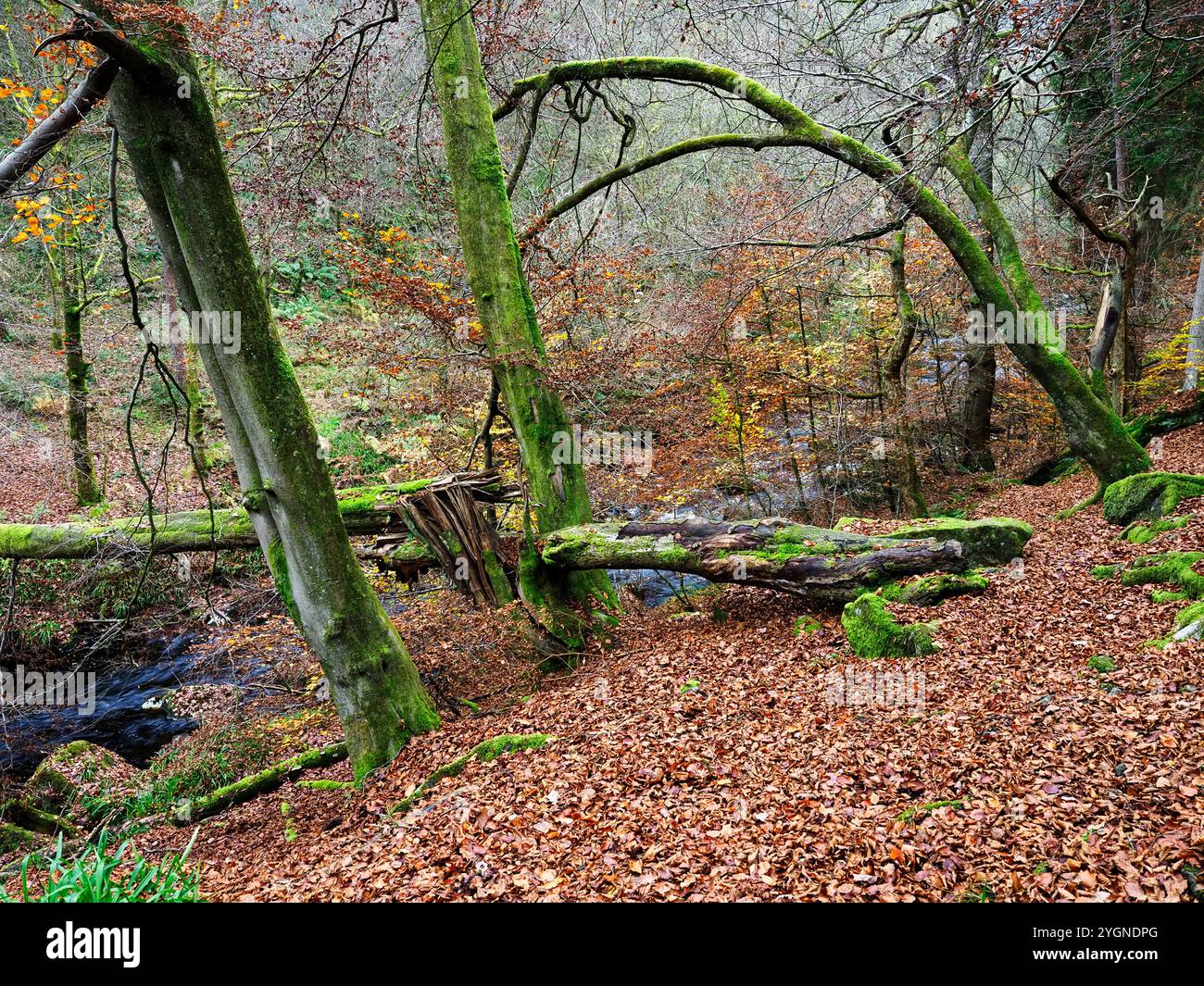 Alberi autunnali e foglie cadute nel bosco di Hardcastle Crags vicino a Hebden Bridge West Yorkshire Inghilterra Foto Stock