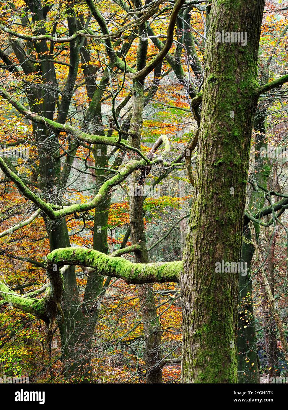 L'albero di Mossy e i colori autunnali sono nel bosco di Hardcastle Crags vicino a Hebden Bridge, West Yorkshire, Inghilterra Foto Stock