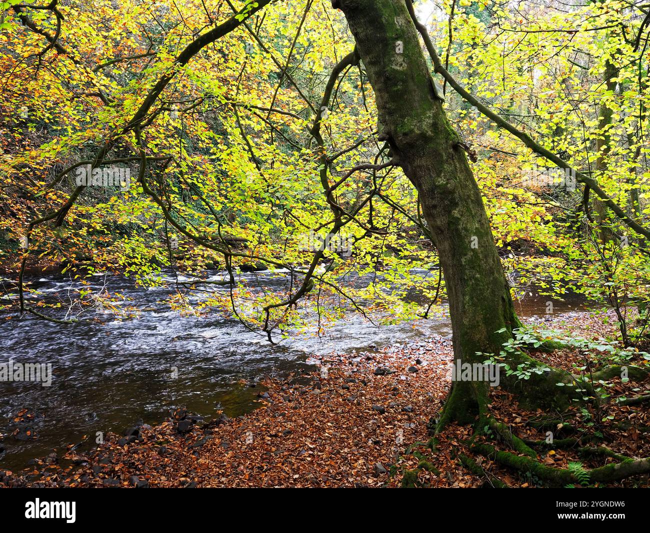 Albero autunnale che sovrasta il fiume Nidd nella foresta di Nidd Gorge, Knaresborough, North Yorkshire, Inghilterra Foto Stock