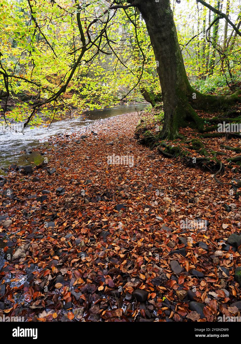 Albero autunnale che sovrasta il fiume Nidd nella foresta di Nidd Gorge, Knaresborough, North Yorkshire, Inghilterra Foto Stock