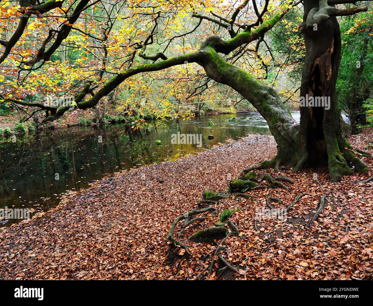 Albero autunnale sul fiume Nidd a Nidd Gorge Woods Knaresborough North Yorkshire Inghilterra Foto Stock