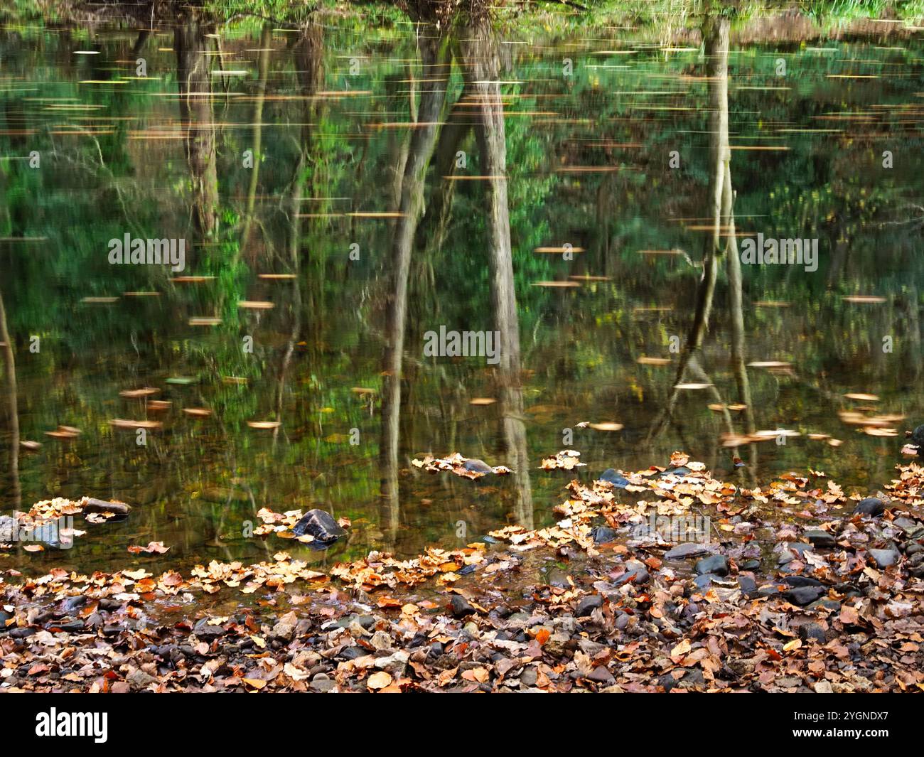 Alberi che si riflettono nel fiume Midd in autunno a Nidd Gorge Woods Knaresborough North Yorkshire Inghilterra Foto Stock