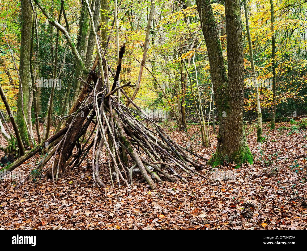 Un rifugio costruito con rami di alberi a Nidd Gorge Woods in autunno a Knaresborough, North Yorkshire, Inghilterra Foto Stock