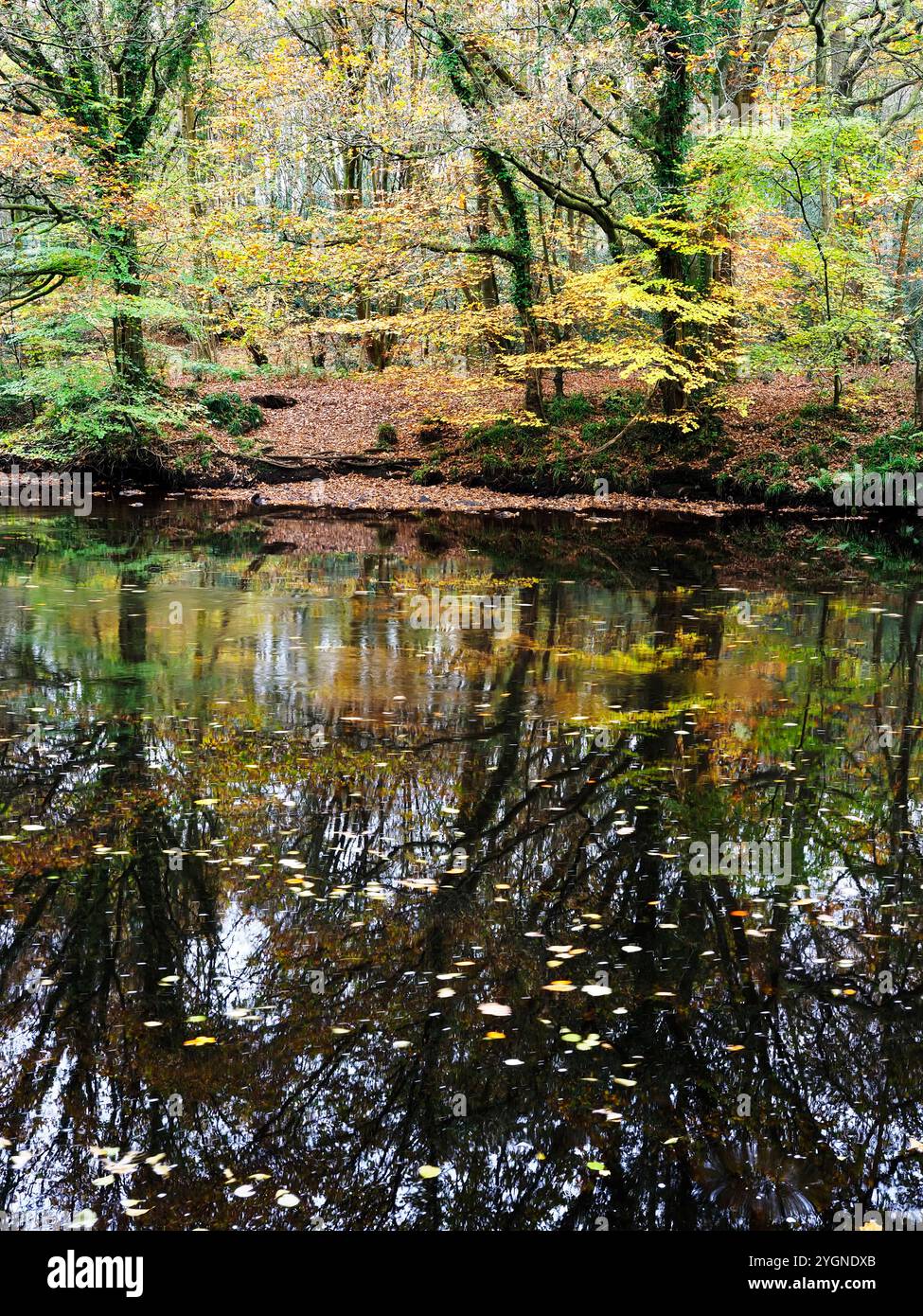 Gli alberi autunnali si riflettono nel fiume Nidd nel Nidd Gorge Woods Knaresborough North Yorkshire Inghilterra Foto Stock
