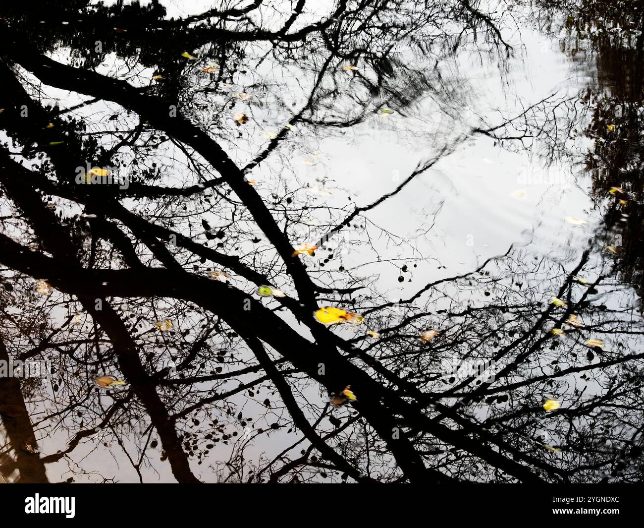 Riflessi sugli alberi e foglie autunnali nel fiume Nidd, a Nidd Gorge Woods, Knaresborough, North Yorkshire, Inghilterra Foto Stock