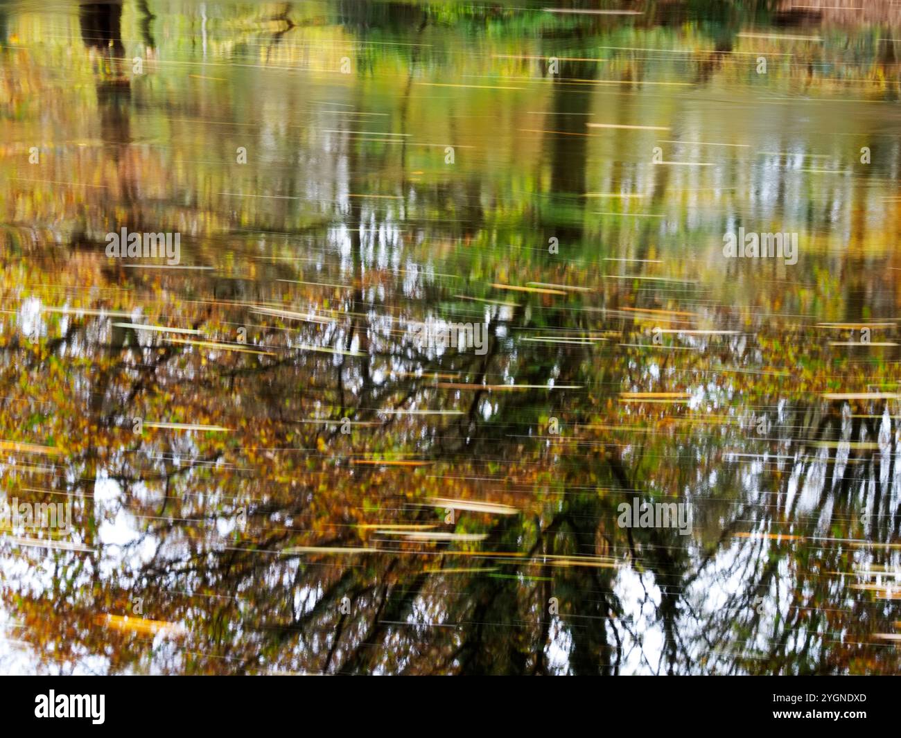 Riflessi autunnali e foglie in movimento nel fiume Nidd, a Nidd Gorge Woods, Knaresborough, North Yorkshire, Inghilterra Foto Stock