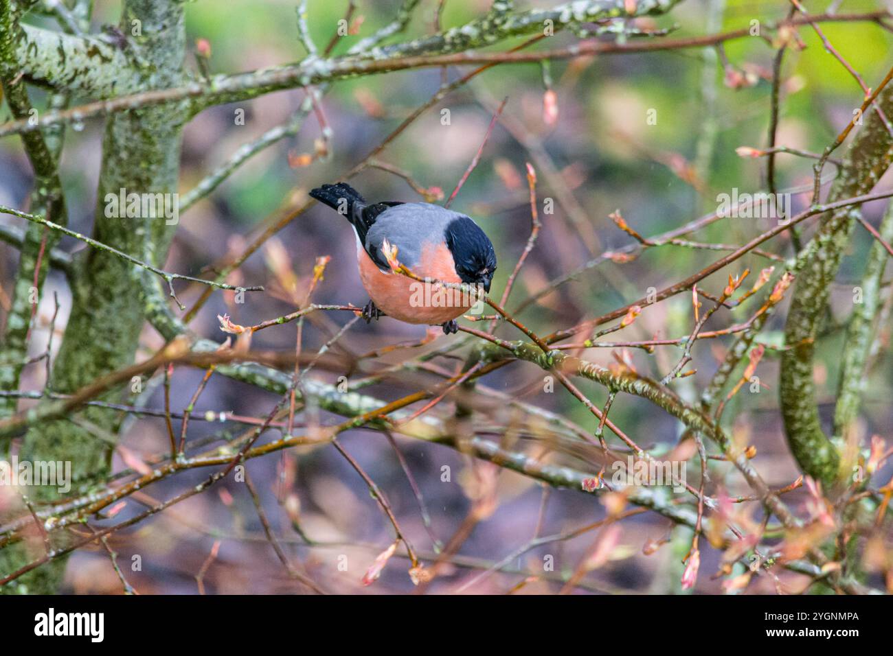 Un bullfinch maschio, Pyrrrhula pyrrrhula, che in primavera si presta alla ricerca di gemme di alberi nella foresta intorno a Crieff, Perthshire, Scozia. Foto Stock