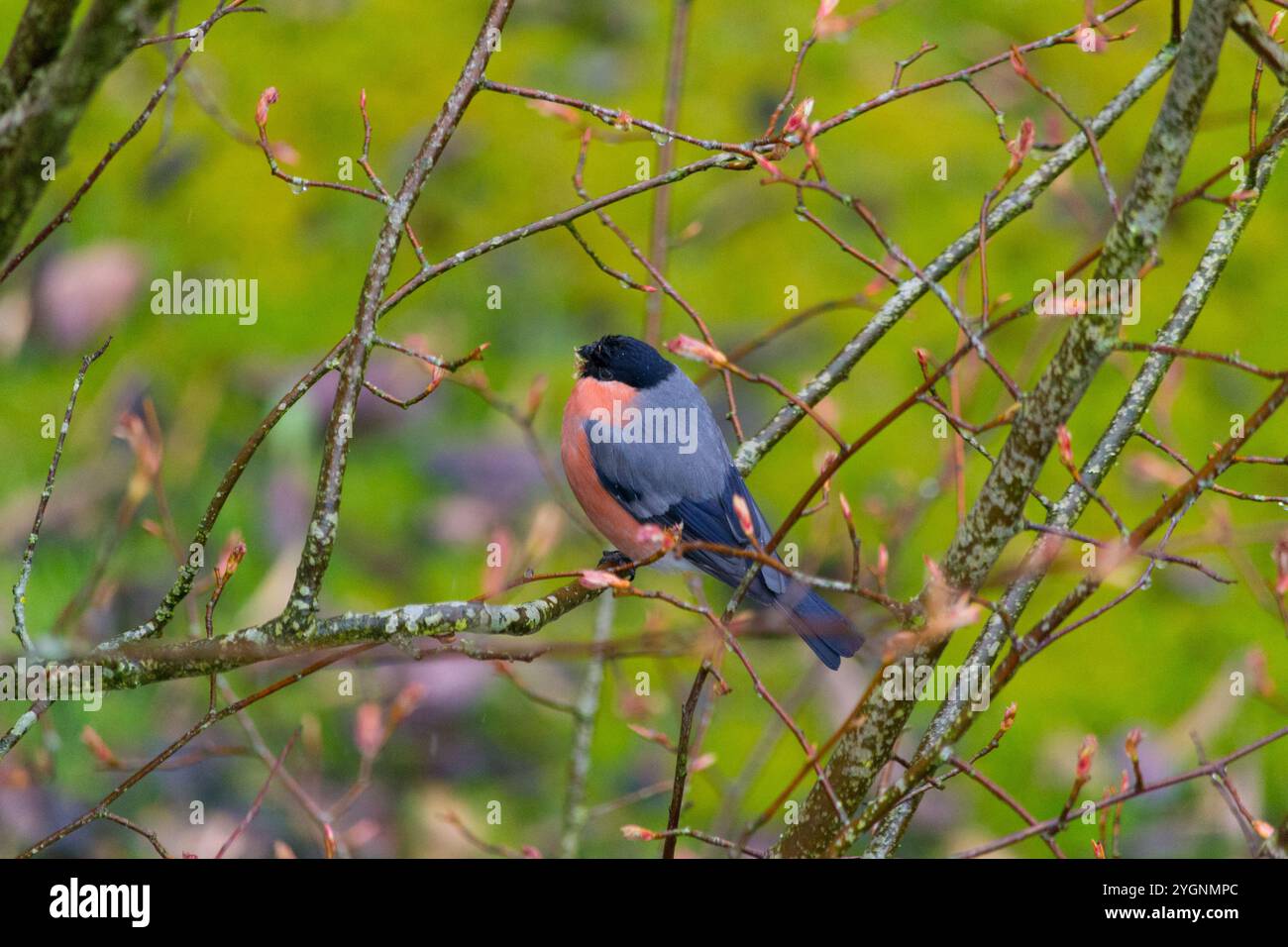 Un bullfinch maschio, Pyrrrhula pyrrrhula, che in primavera si presta alla ricerca di gemme di alberi nella foresta intorno a Crieff, Perthshire, Scozia. Foto Stock