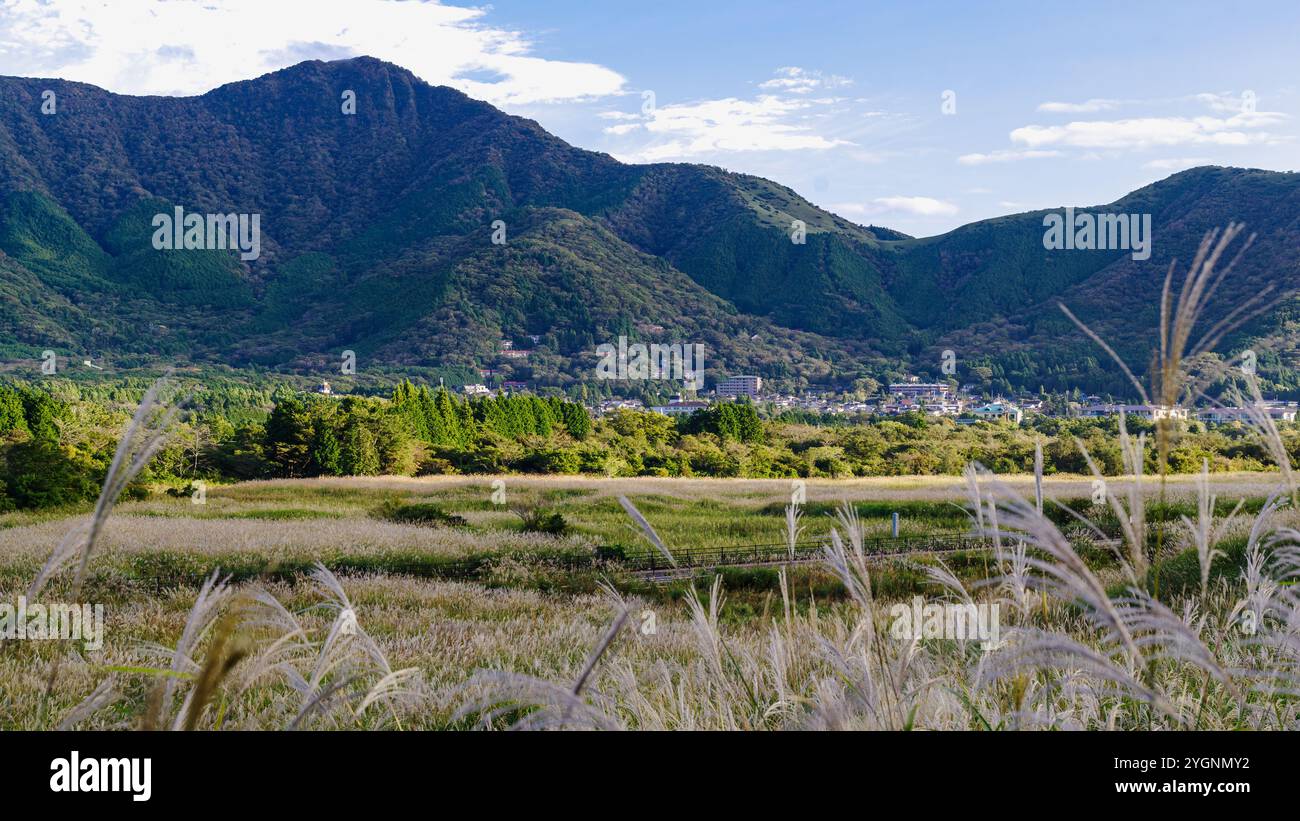 Durante la mia visita ai campi d'argento Sengokuhara sul versante settentrionale del monte Hakone nella Prefettura di Kanagawa, Giappone, sono arrivato poco prima dell'alba, r Foto Stock