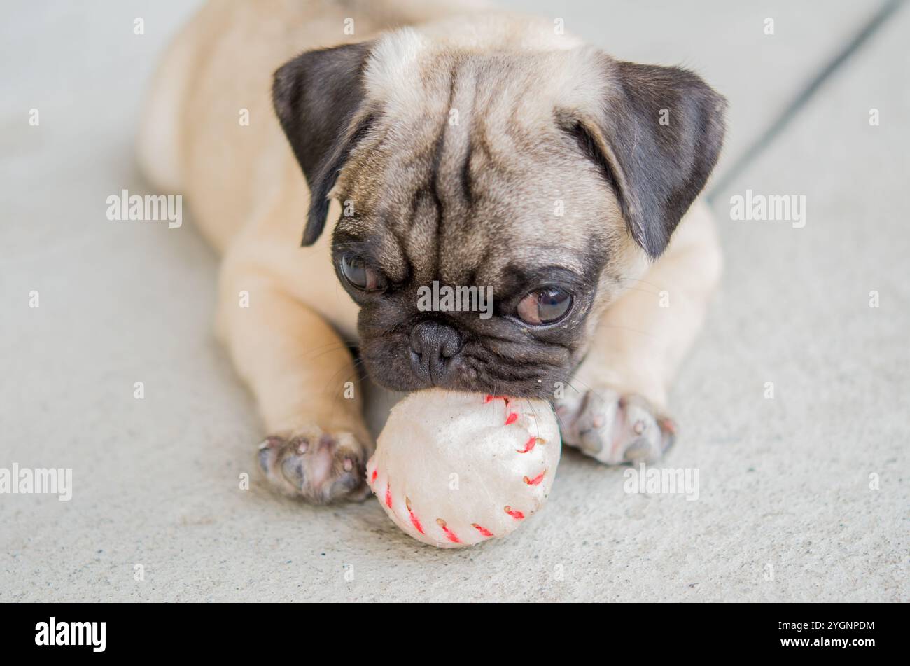 Un adorabile cucciolo carino Foto Stock