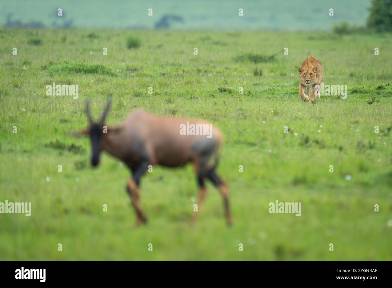 Lioness steli topi a savannah sollevando l'avambraccio Foto Stock