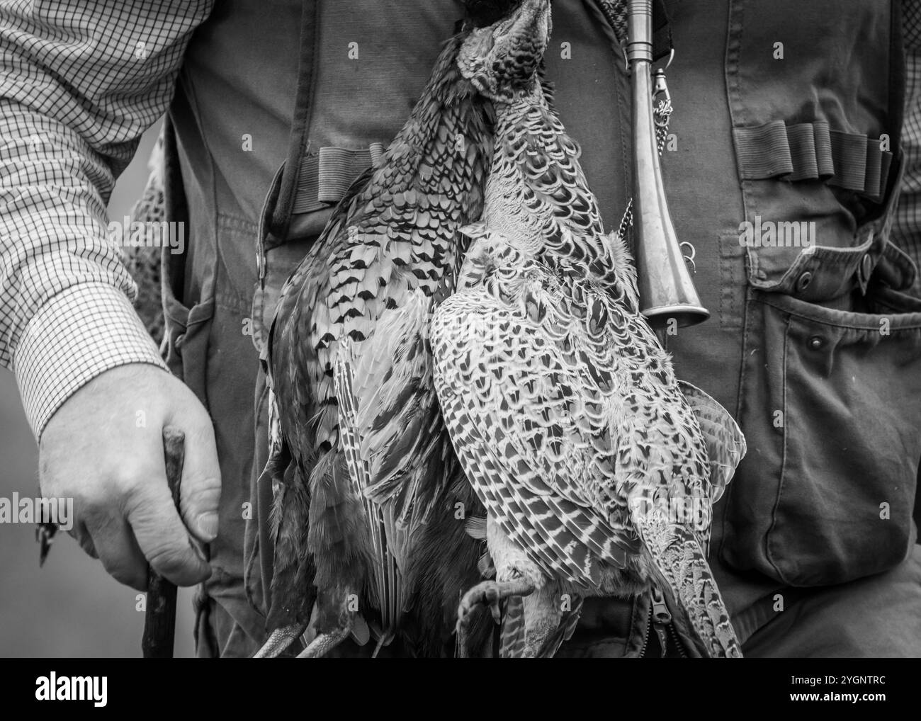 Fagiani dopo un giorno di riprese Foto Stock