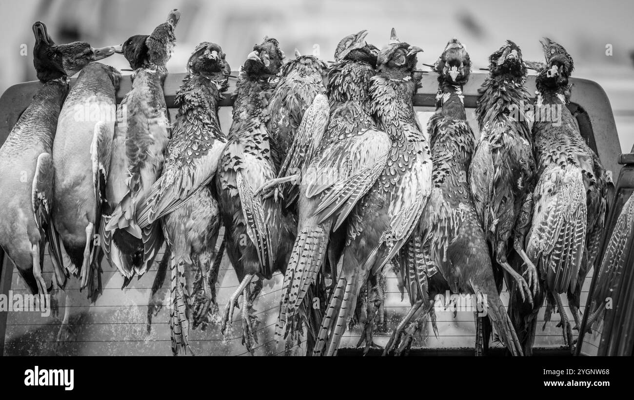 Fagiani dopo un giorno di riprese Foto Stock