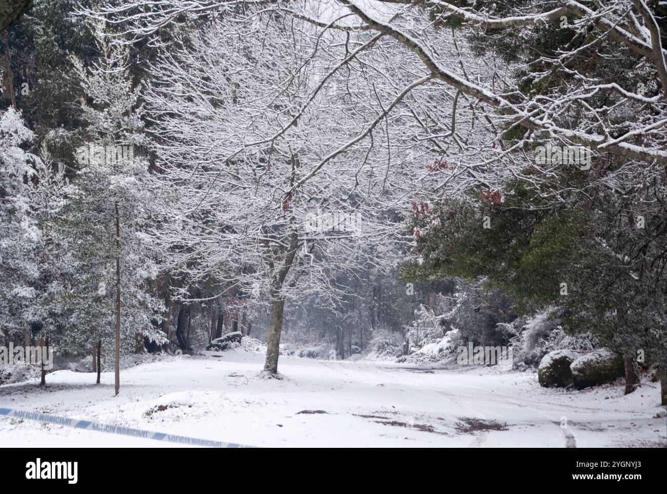 Diversi alberi con neve e il terreno ricoperto anche di neve. Foto Stock