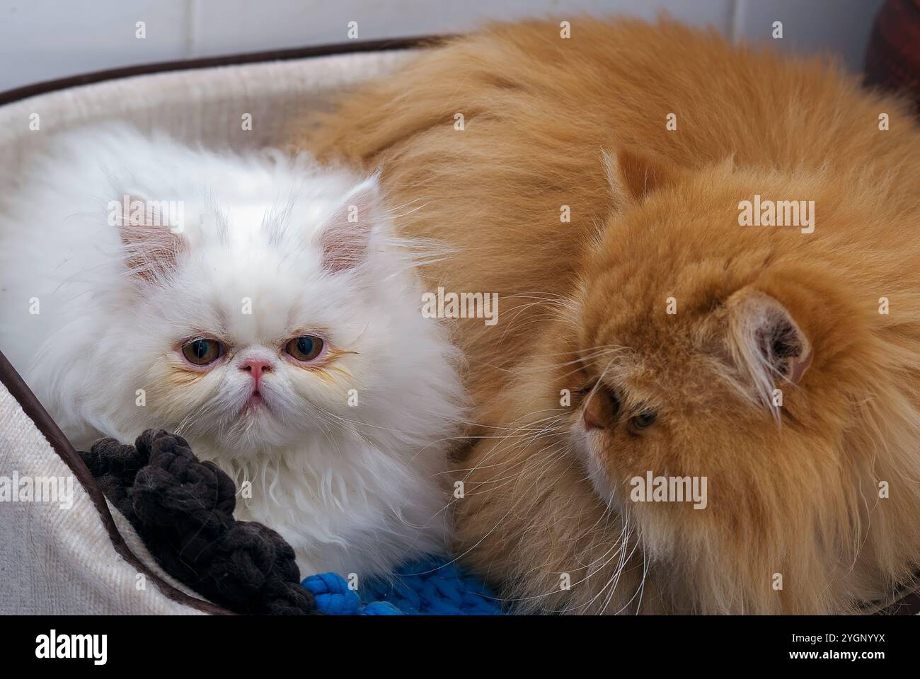 Due gatti persiani domestici, uno bianco e uno beige. Foto Stock Due gatti persiani domestici, uno bianco e uno beige. Foto Stock