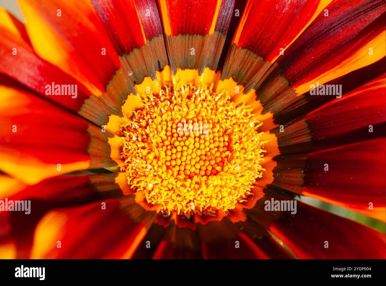 Fiore con petali rossi con centro giallo, le particelle di polline possono ancora essere viste. Foto Stock