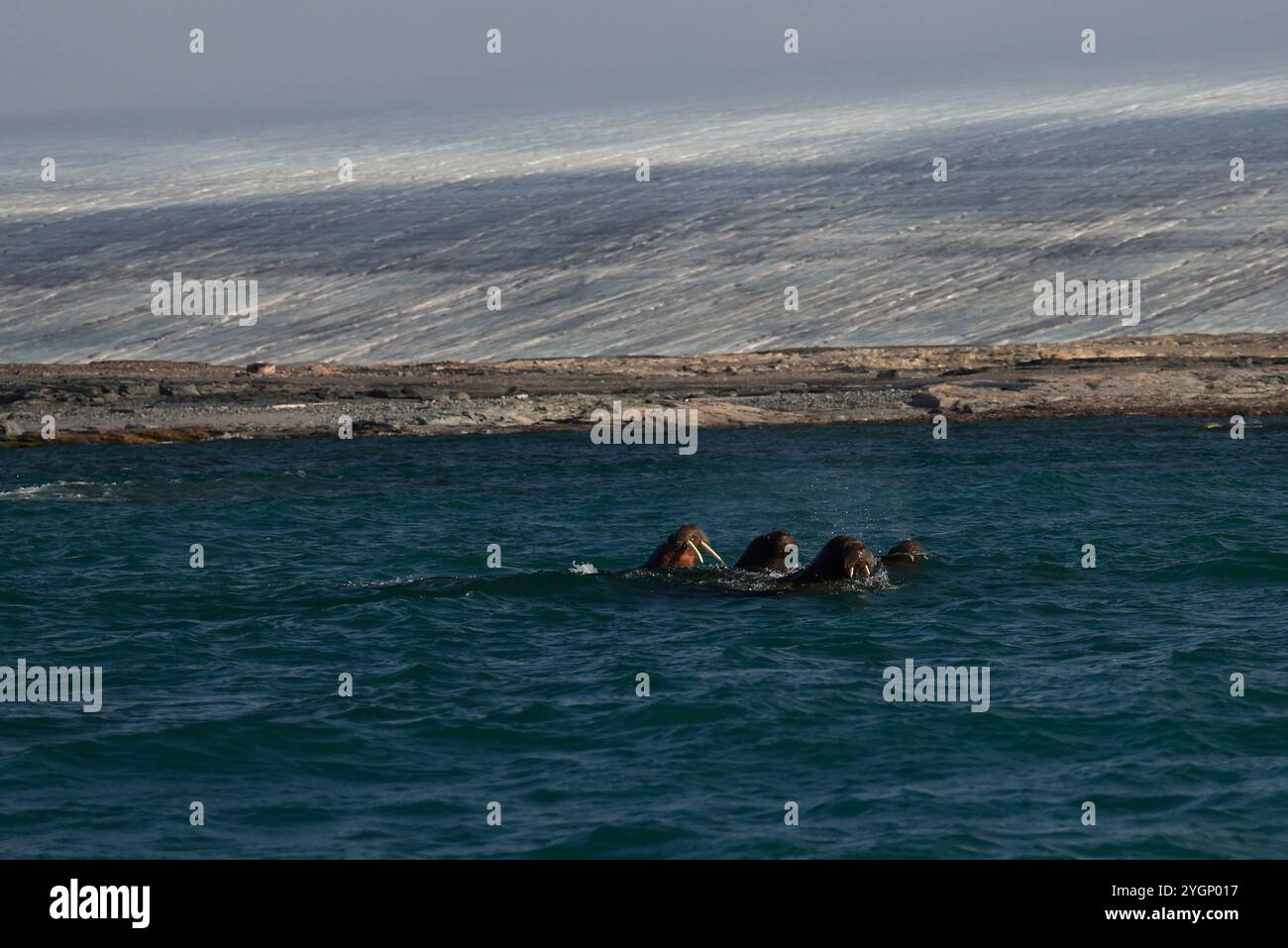 Trichechi di fronte all'isola di Kvitoya, alle Svalbard Foto Stock