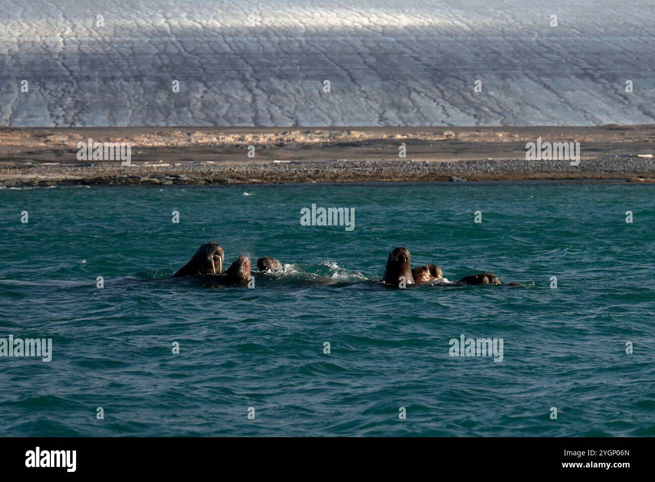 Trichechi di fronte all'isola di Kvitoya, alle Svalbard Foto Stock