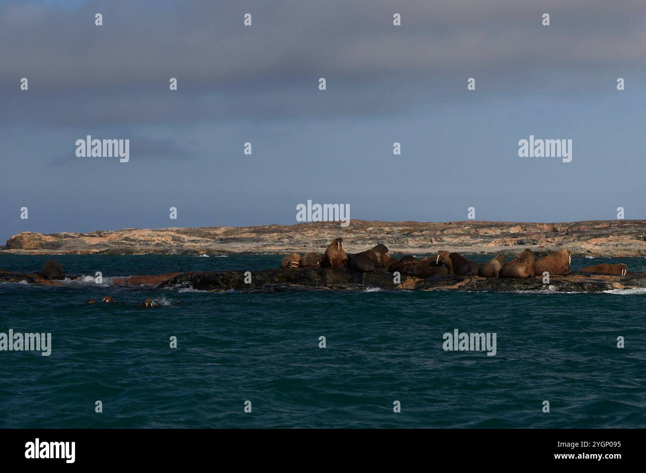 Trichechi di fronte all'isola di Kvitoya, alle Svalbard Foto Stock