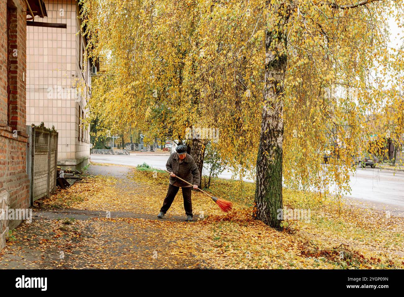 Pulizia autunnale delle foglie cadute. Un uomo anziano spazza le foglie gialle cadute sotto un brillante albero di betulla circondato da ricchi colori autunnali Foto Stock